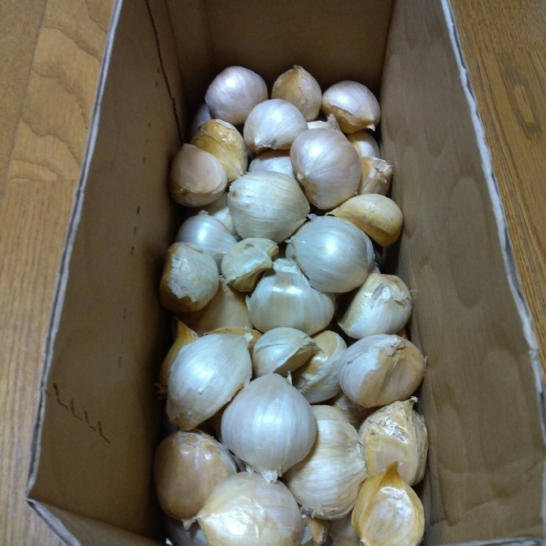 令和5年産 愛媛県産にんにく「ジャンボ」販売について-