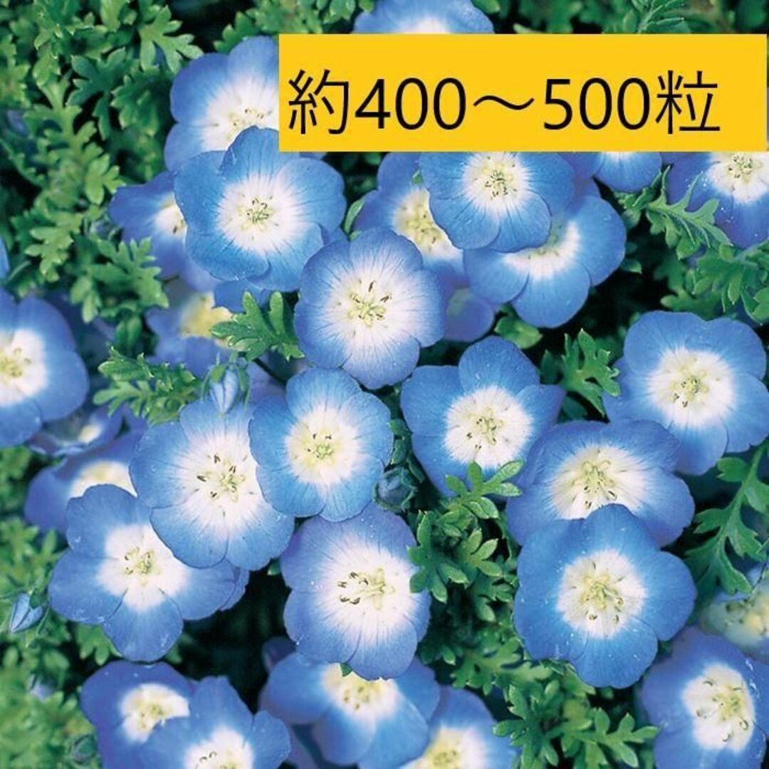 【花の種】ネモフィラ　インシグニスブルー　１ｍｌ（４００～５００粒） ハンドメイドのフラワー/ガーデン(プランター)の商品写真