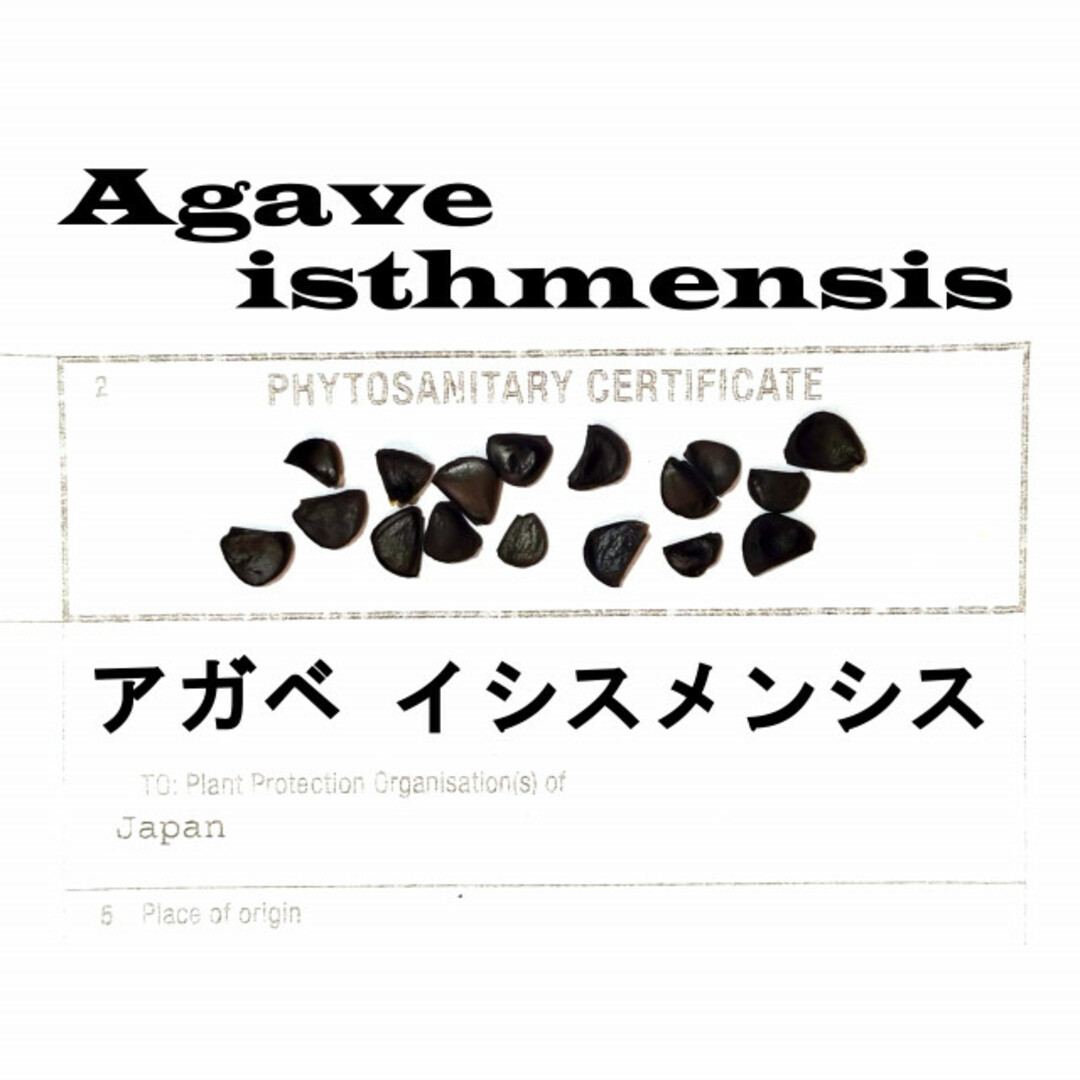 9月入荷 100粒+ アガベ イシスメンシス 種 種子 証明書あり-