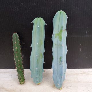 サボテン🌵竜神木の苗(その他)