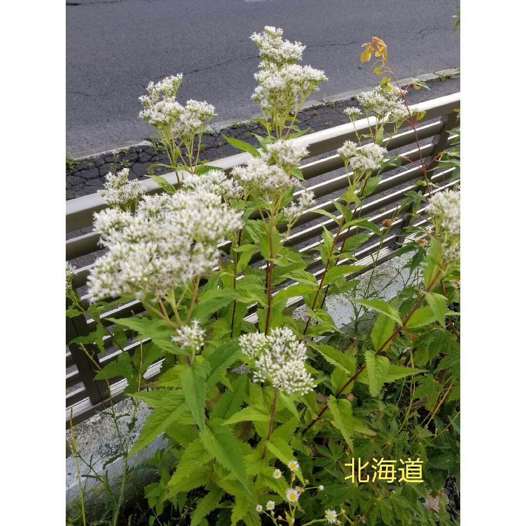 【フジバカマ属】ヒヨドリバナの種 ハンドメイドのフラワー/ガーデン(プランター)の商品写真