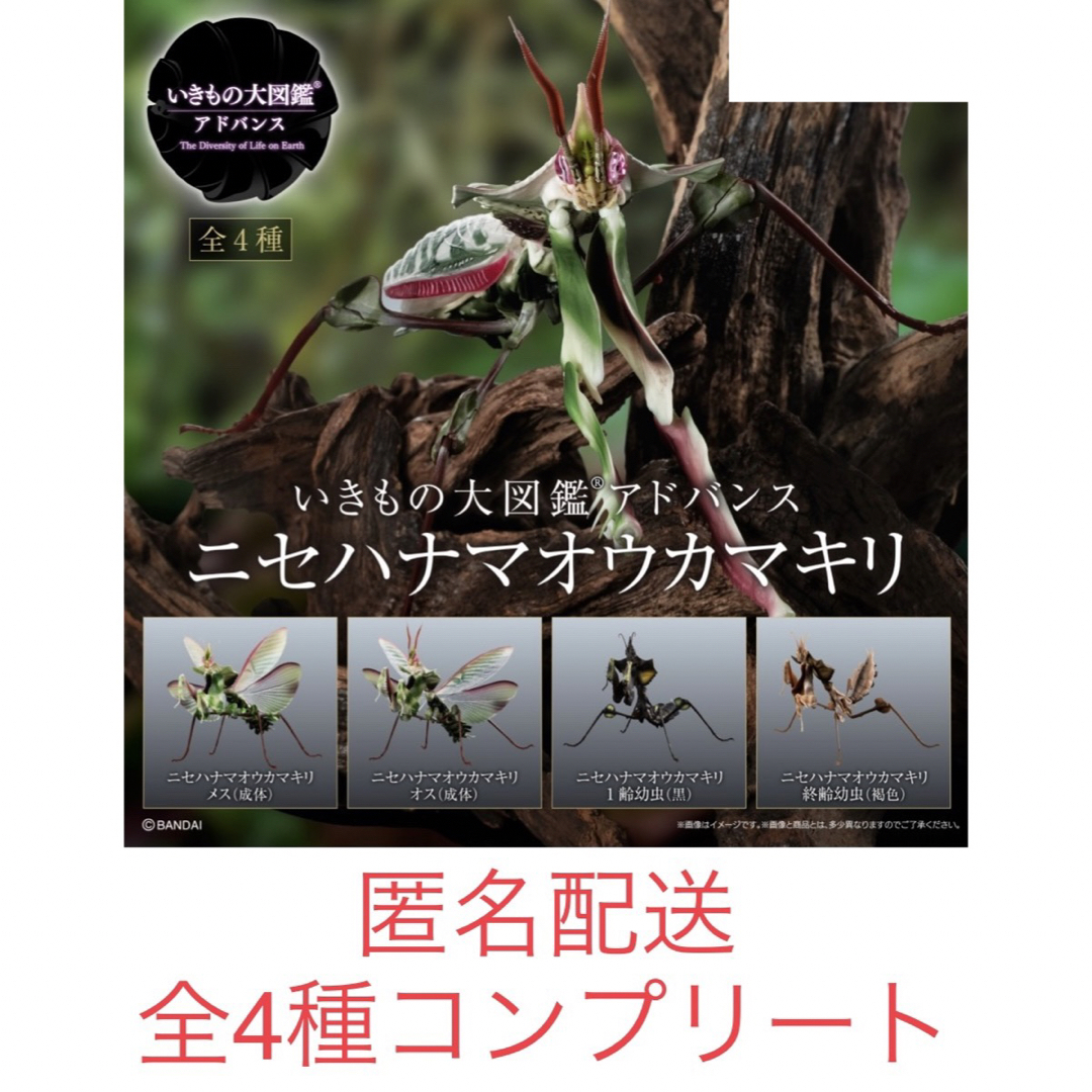 ガチャ　いきもの大図鑑　ニセハナマオウカマキリ　全4種コンプリートセット