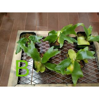 B BTSS spore ビカクシダ 5株セット 胞子培養 コウモリランの通販|ラクマ D BTSS spore ビカクシダ 5株セット 胞子培養 コウモリラン