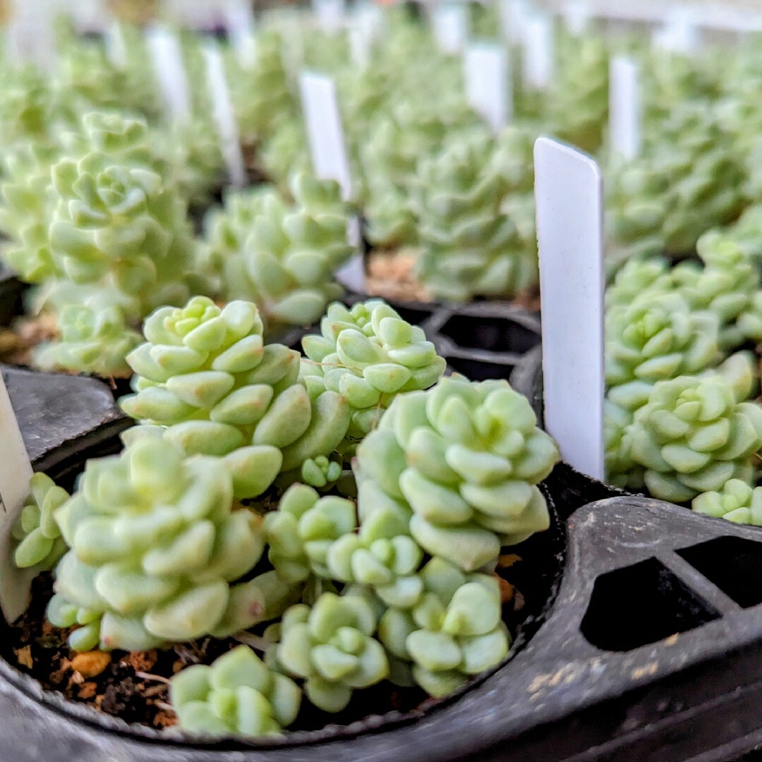 専用メルカリ便 紅子雀 多肉アン 抜き苗 多肉植物 第四種変更可