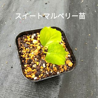 超激レアもの‼️パキラムーンライト❗️斑入り‼️樹形綺麗！高さ110 ...