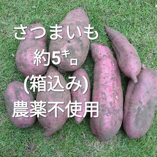 さつまいも 約5㌔ (箱込み) 農薬不使用(野菜)