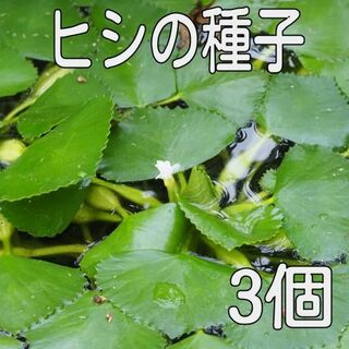 【日本の水草】ヒシの種子【3個】(その他)