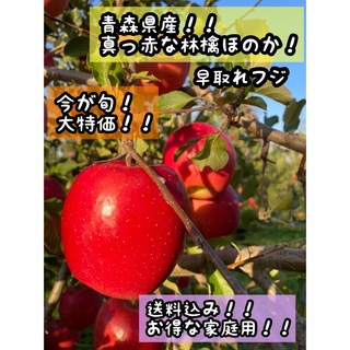青森直送　りんご(早取れフジ)　果物　林檎7〜8キロ(フルーツ)