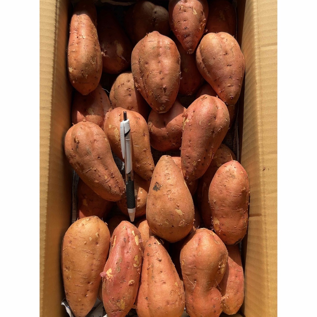 鹿児島県産　新芋安納芋　箱込約5キロ 食品/飲料/酒の食品(野菜)の商品写真