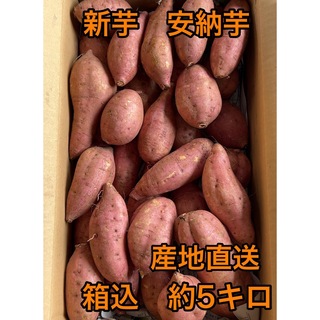 鹿児島県産　新芋安納芋　箱込約5キロ(野菜)