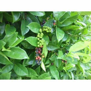 シマヤマヒハツ　挿し木用・枝　3本　コウトウヤマヒハツ　島山篳撥　観葉植物(その他)