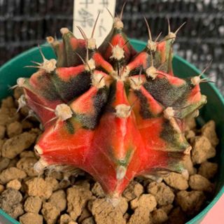 サボテン🌵　ギムノガリウム　緋牡丹錦　　　抜き苗(その他)