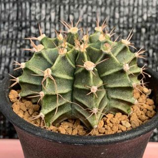 サボテン🌵　牡丹玉　抜き苗(その他)