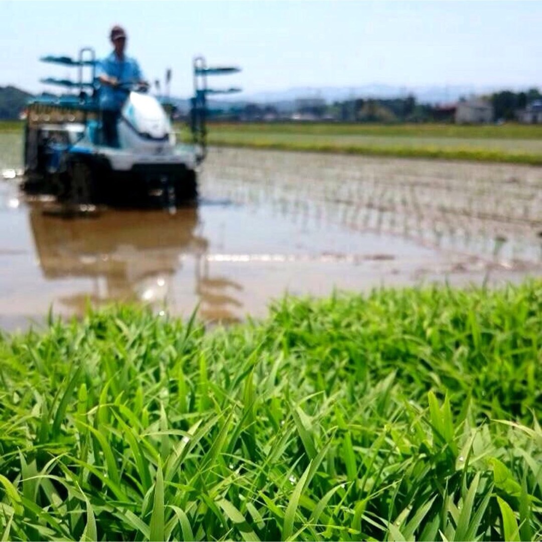 新米・令和5年産新潟コシヒカリ特別栽培米　玄米5キロ2個か、白米4.5キロ2個 6