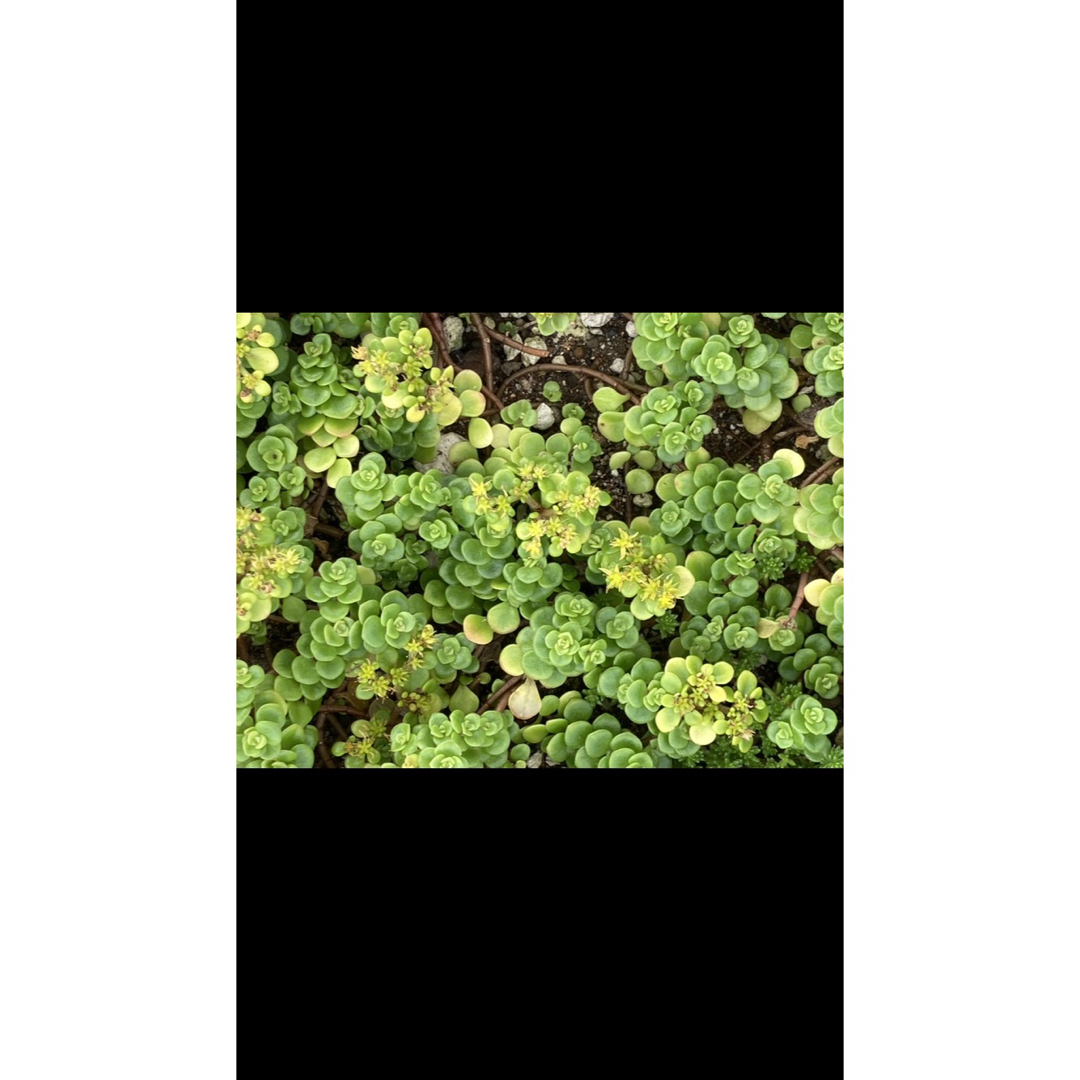 マルバマンネングサ50g　セダムマキノイ　グランドカバー　多肉植物　らんまん ハンドメイドのフラワー/ガーデン(その他)の商品写真