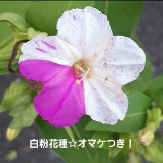 白粉花☆種オマケつき！(プランター)