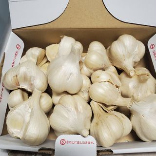 【良品　種可】令和5年度　青森県産　Ｌサイズ　１kg　にんにく福地ホワイト六片(野菜)