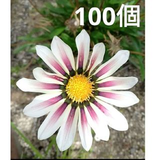 ガザニア　種　100個以上(その他)