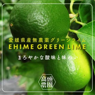 愛媛県産　安心、安全！無農薬！グリーンライム(フルーツ)