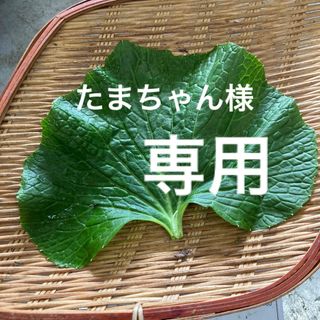 たまちゃん様専用(その他)