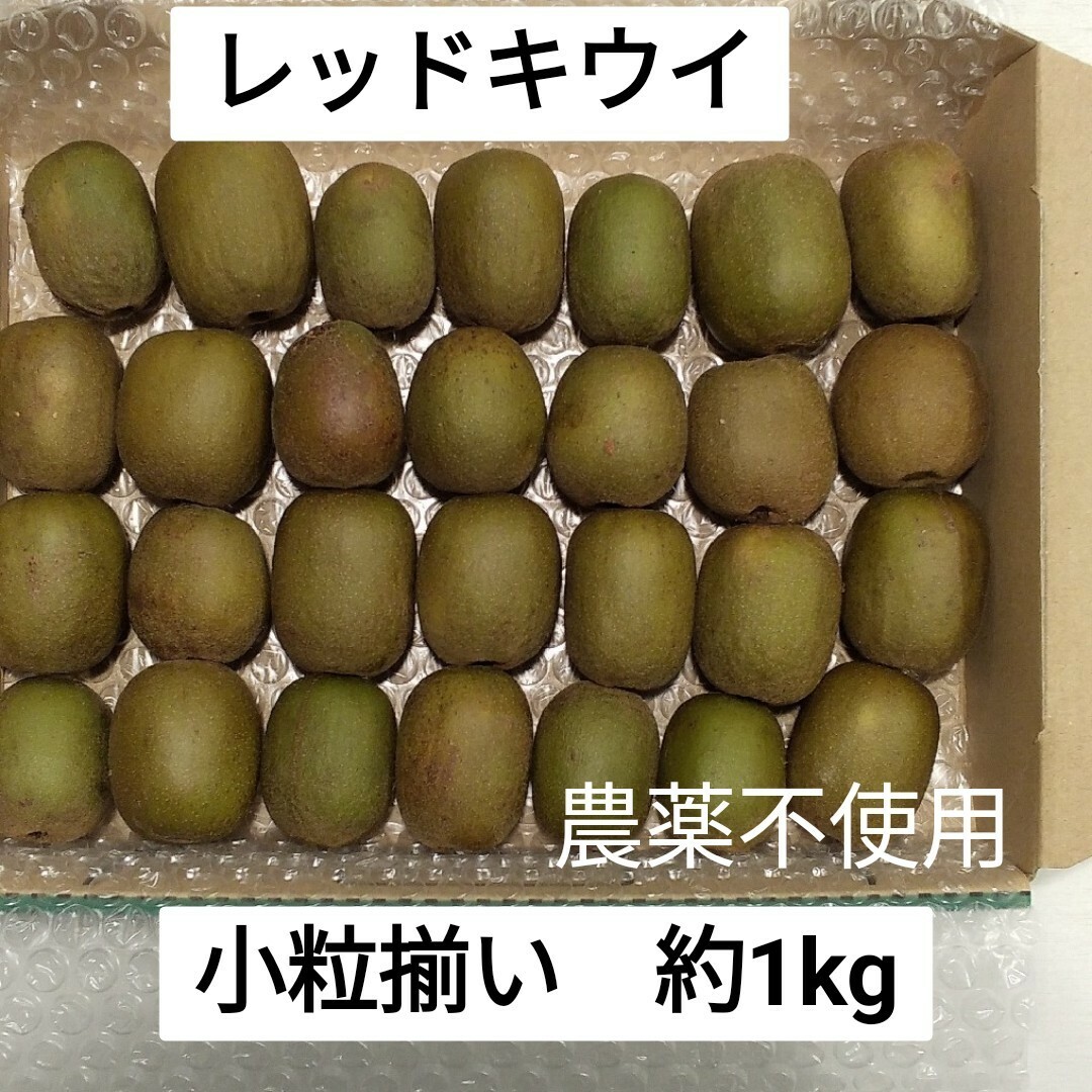 レッドキウイ　小粒揃い　約1kg　農薬不使用 食品/飲料/酒の食品(フルーツ)の商品写真