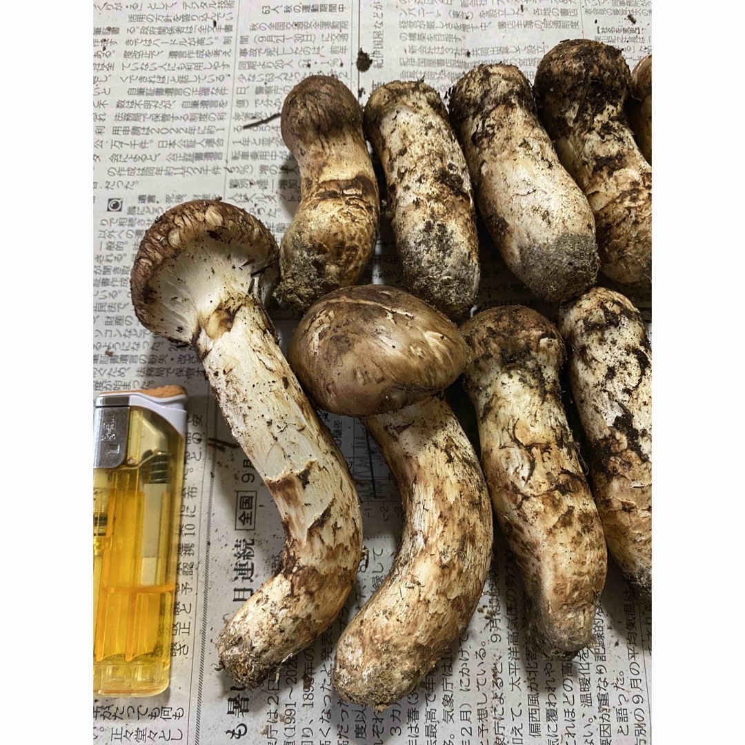 岩手県産、松茸!!