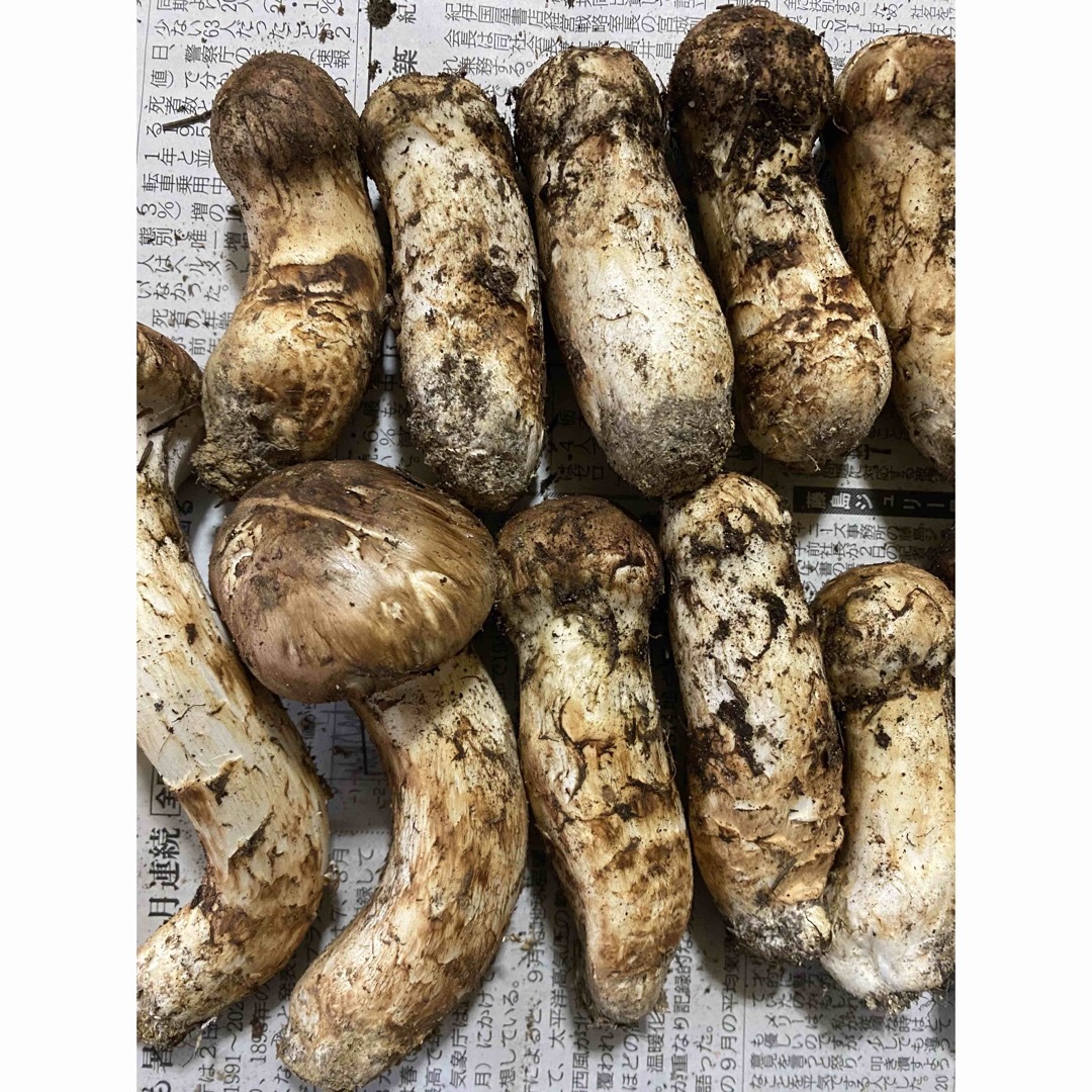 岩手県産、松茸!!