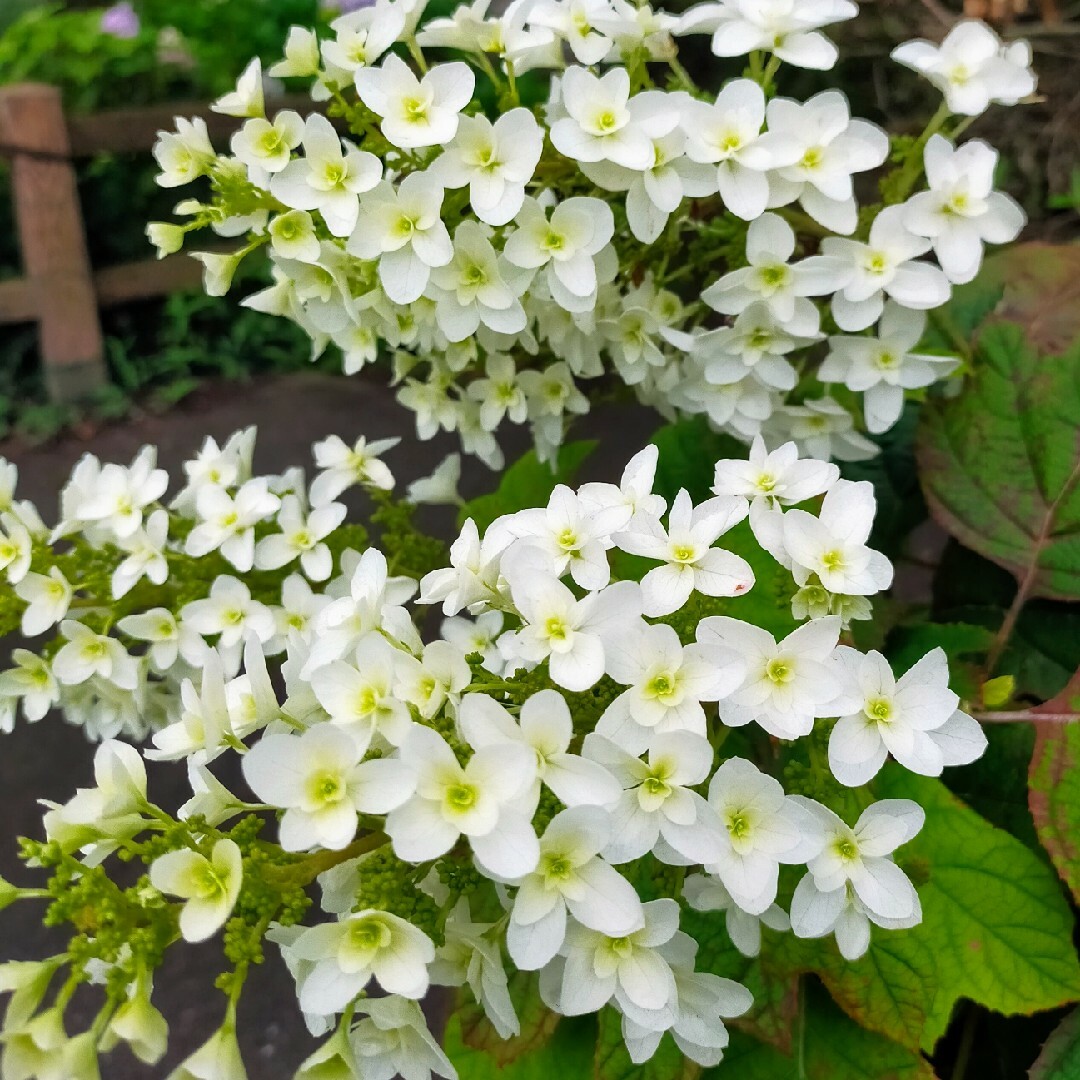 柏葉紫陽花八重根付き1本限定2名＋ニゲラの種‥予約受け付け中（3月中旬発送予定) ハンドメイドのフラワー/ガーデン(その他)の商品写真