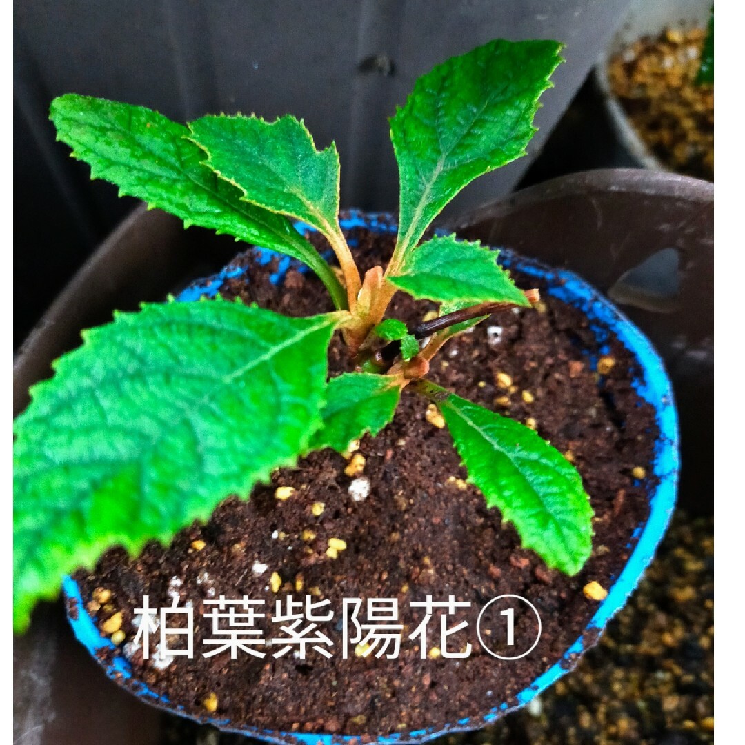 柏葉紫陽花八重根付き1本限定2名＋ニゲラの種‥予約受け付け中（3月中旬発送予定) ハンドメイドのフラワー/ガーデン(その他)の商品写真