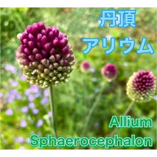 2球【アリウム・丹頂】球根 （Allium Sphaerocephalon） (その他)