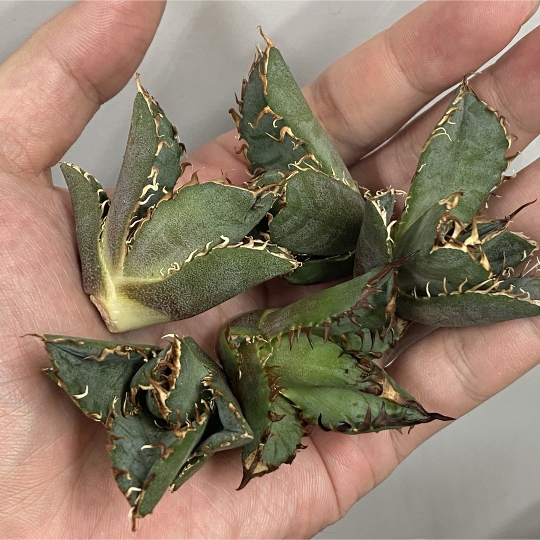 【厳選子株】アガベ　チタノタ　黒犀厚葉Agave Rhino ハンドメイドのフラワー/ガーデン(その他)の商品写真