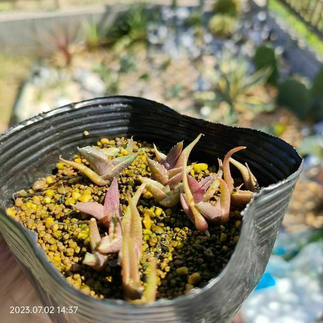 【即購入可】人気品種　アガベ　チタノタドワーフの種子　20粒 ハンドメイドのフラワー/ガーデン(その他)の商品写真