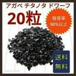 【即購入可】人気品種　アガベ　チタノタドワーフの種子　20粒(その他)