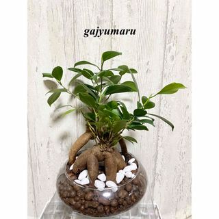 ガジュマル　観葉植物　ハイドロカルチャー(ドライフラワー)