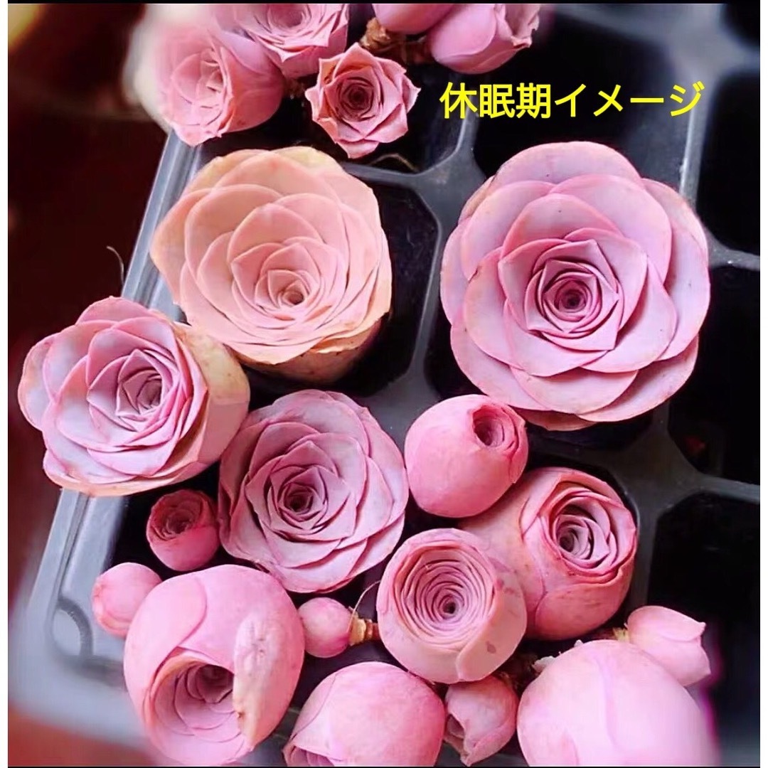 エルイエロ 多肉植物