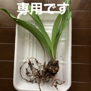 専用です【人気植物‼️】シロスジアマリリス　子株付き苗　　レア