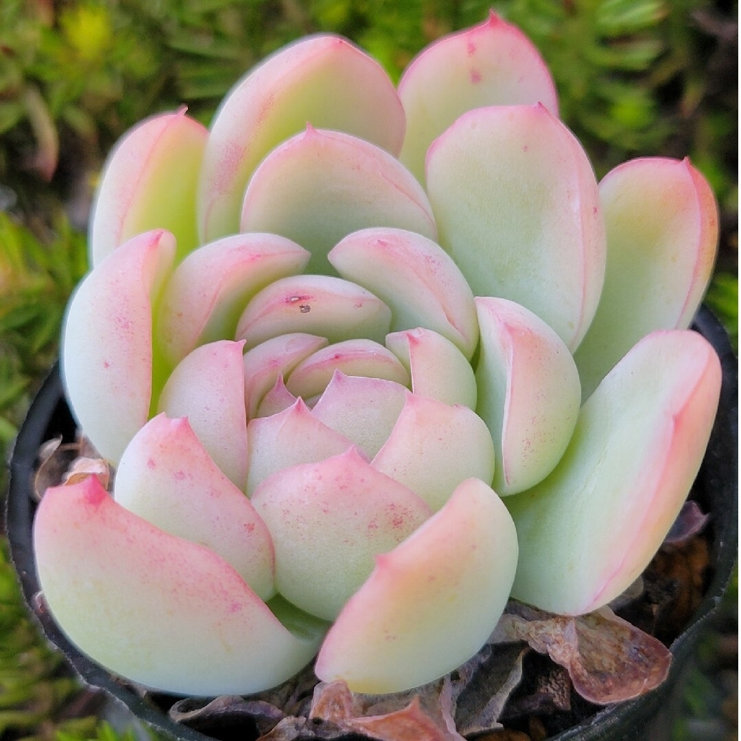 白雪姫 多肉植物 エケベリア 抜き苗