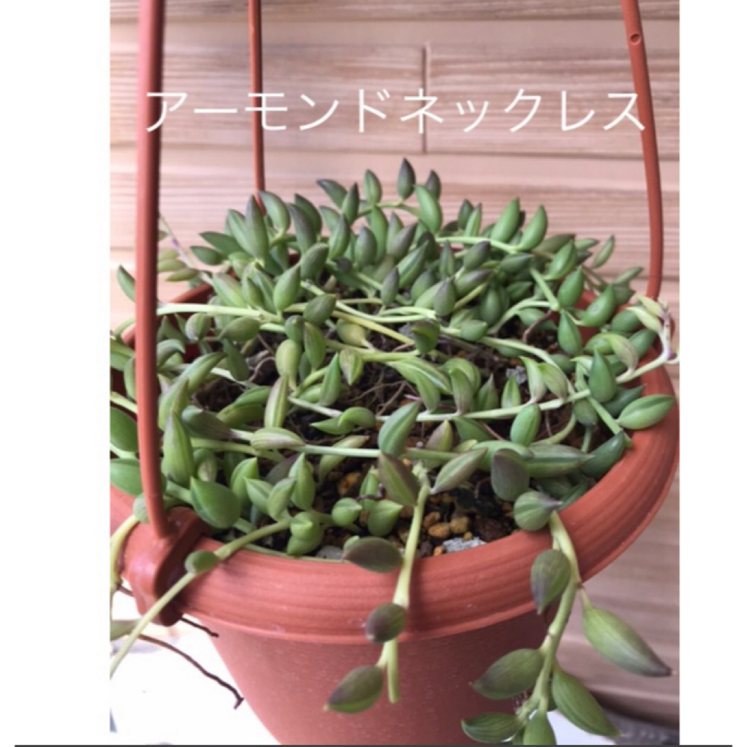 多肉植物　ネックレス系3種セット　斑入り ハンドメイドのフラワー/ガーデン(プランター)の商品写真