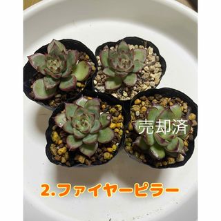 【多肉植物】ファイヤーピラー(個々売り)(その他)