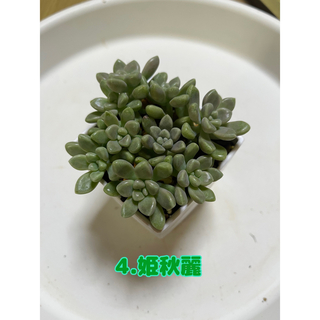 【多肉植物】姫秋麗(その他)