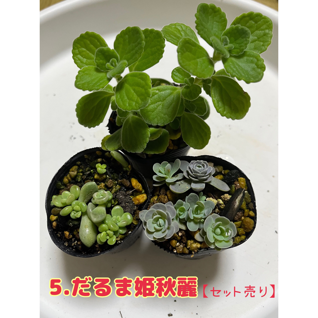 【多肉植物】だるま姫秋麗 ハンドメイドのフラワー/ガーデン(その他)の商品写真