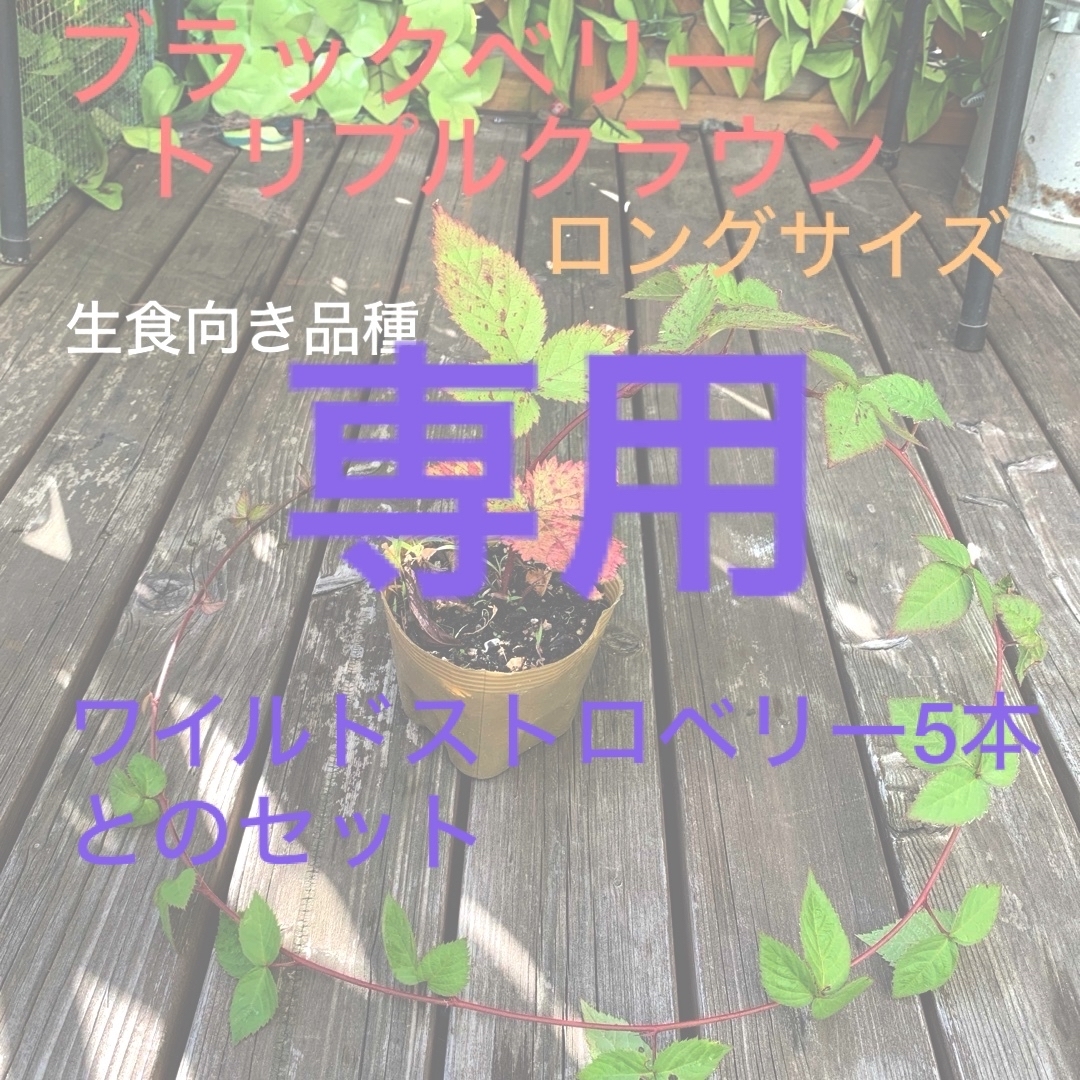 ブラックベリー　トリプルクラウン　大　と、ワイルドストロベリーアルパインのセット ハンドメイドのフラワー/ガーデン(その他)の商品写真