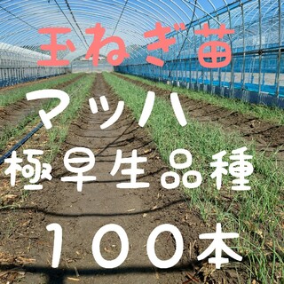 玉ねぎ苗【早生品種マッハ１００本】(野菜)