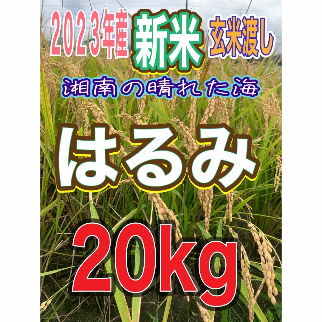 農家のお米キヌヒカリ  新米 20kg