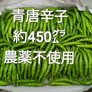 青唐辛子 約450㌘ 農薬不使用(野菜)