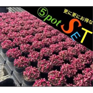 ✳️復活出品‼️ギシギシ 桜吹雪 更にお得な⑤pot✳️(その他)