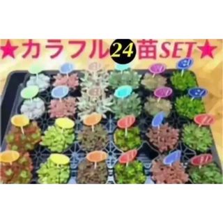 いつもの2倍‼️【✳️大人気の多肉植物24苗SET✳️+10月末までオマケ付き(その他)