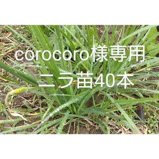 corocoro様専用同梱ありニラ苗40本(プランター)
