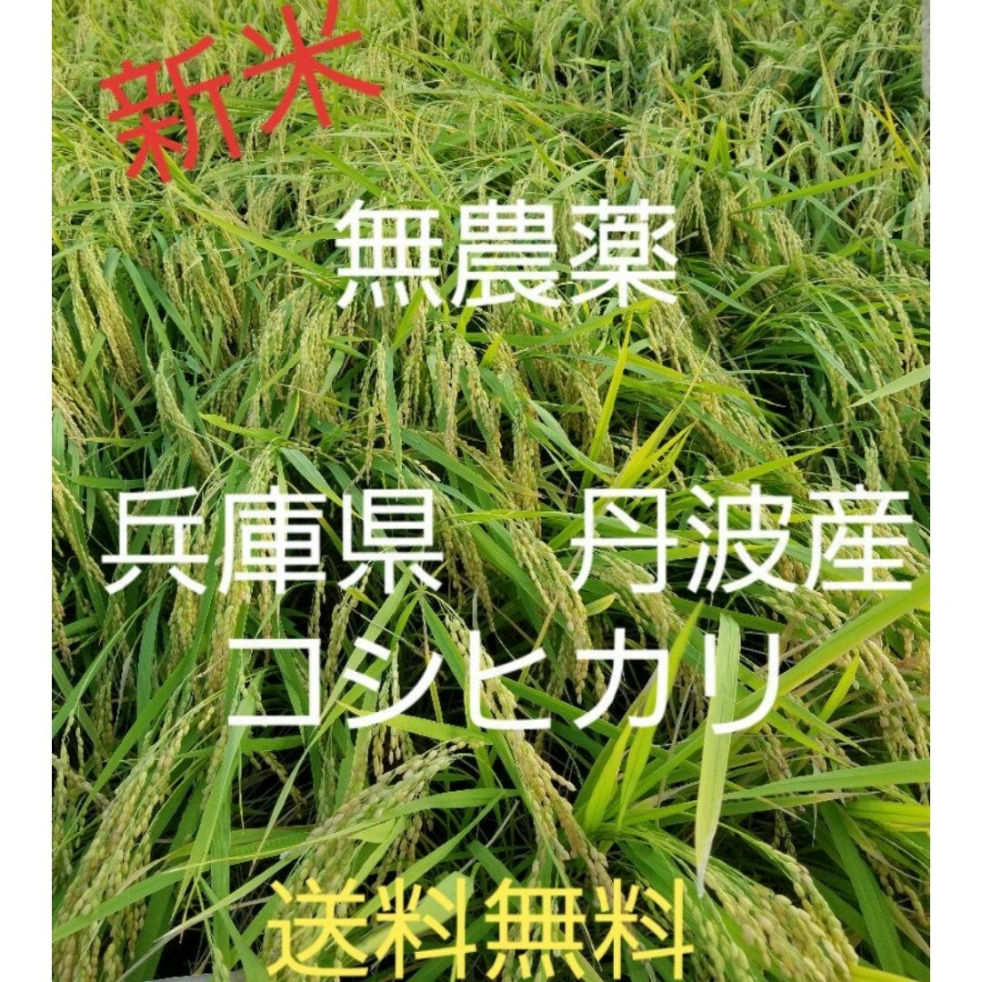 令和5年　兵庫県丹波産 農薬、除草剤不使用　新米コシヒカリ10キロ