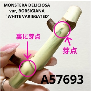 A57693／斑入りモンステラ ホワイトタイガー 茎(その他)